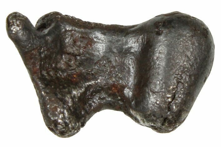 Fusion Crusted Sikhote-Alin Iron Meteorite ( g) - Russia #375325